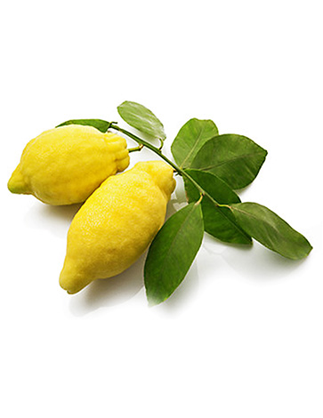 Amalfi-Zitrone