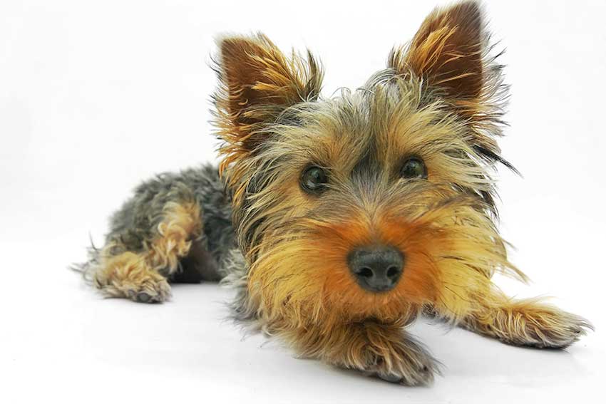 Gru-Karte: Hund 1