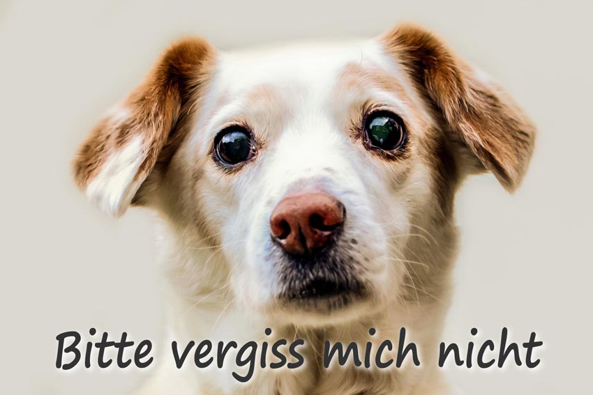 Gru-Karte: Hund 2
