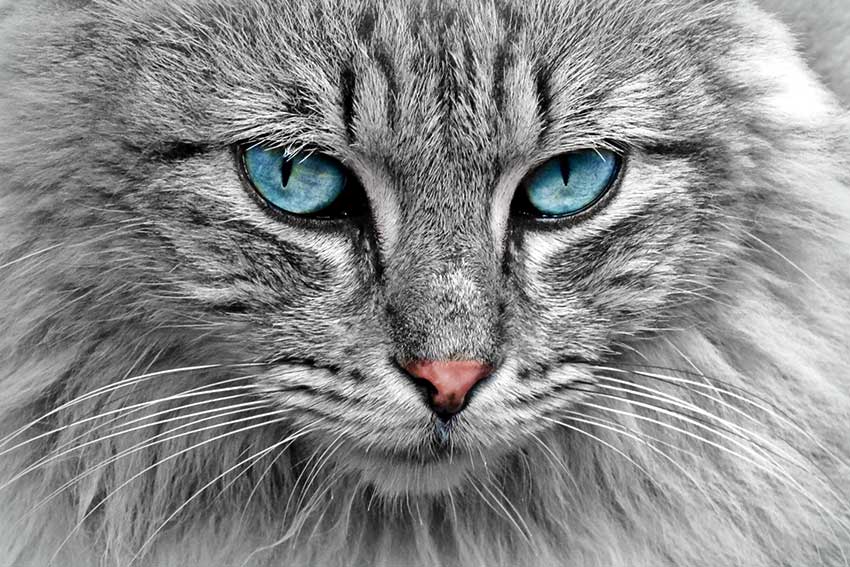 Gru-Karte: Katze 1