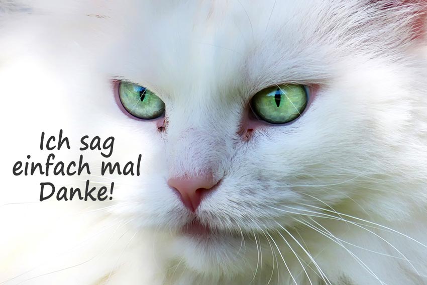 Gru-Karte: Katze 2
