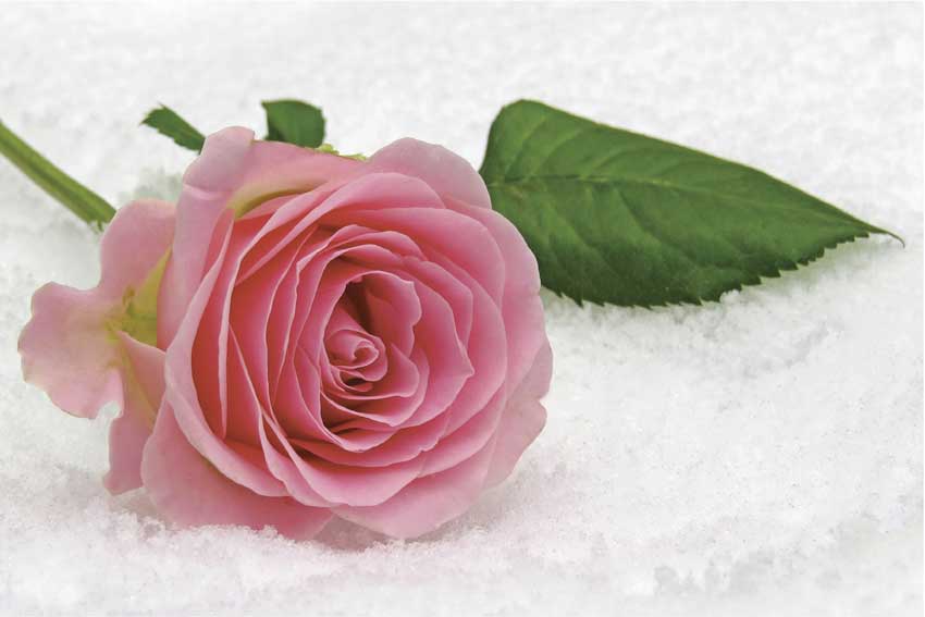 Gru-Karte: Rose im Winter