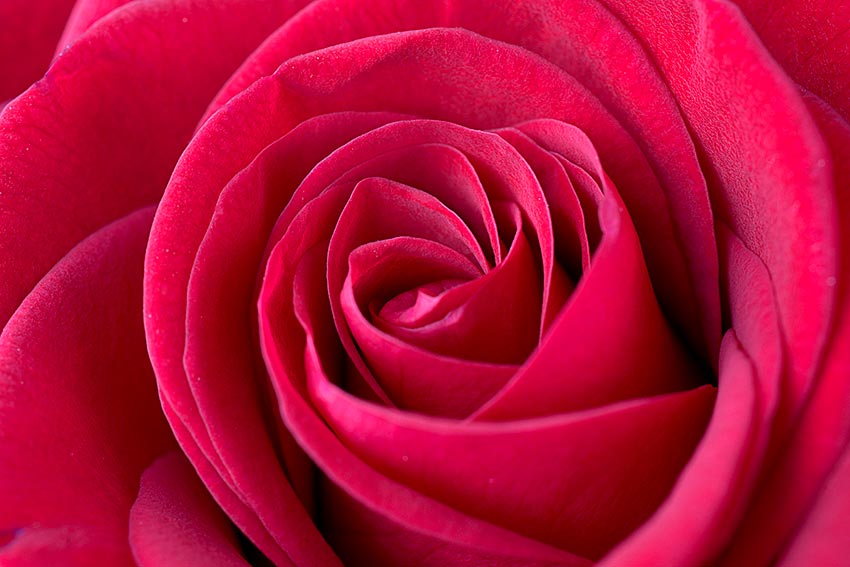 Gru-Karte: Rose (Nahaufnahme)