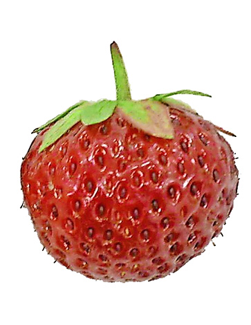 Erdbeere (Mieze Schindler)