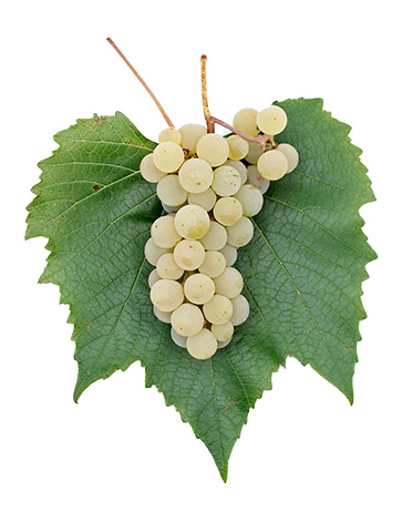 Uhudler Traube Weiss